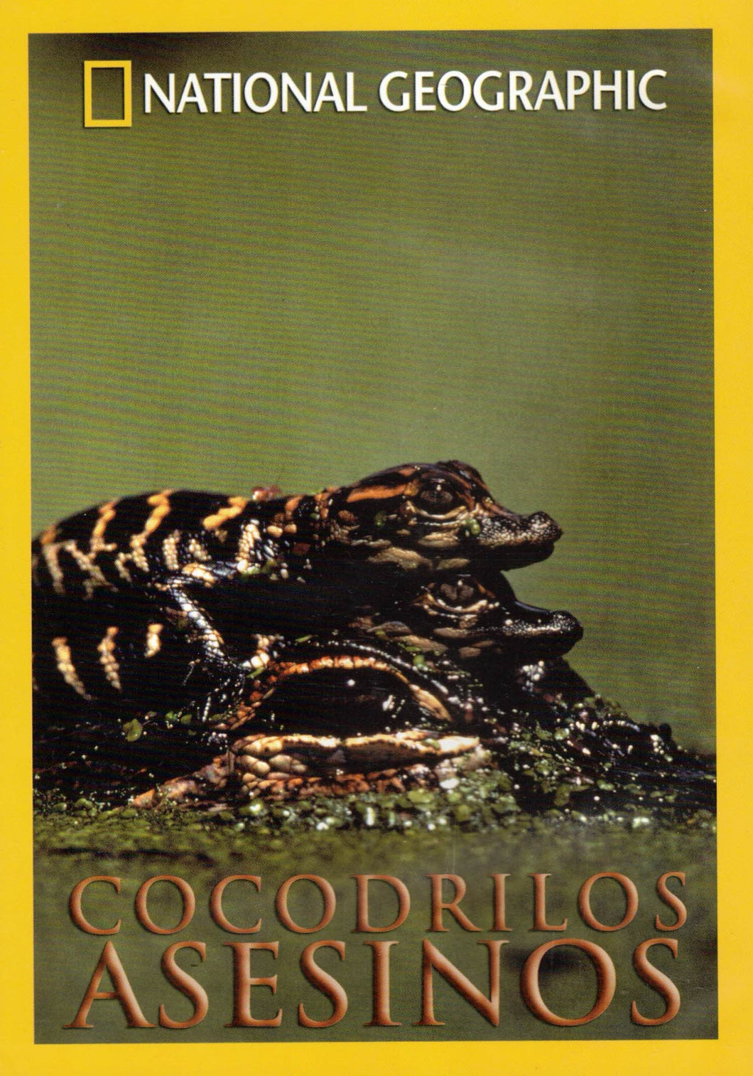 COCODRILOS ASESINOS - NATIONAL GEOGRAPHIC (DVD) C-198 (de segunda mano muy bueno)