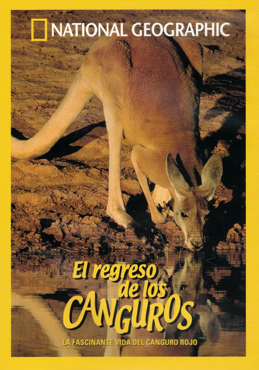 El Regreso De Los Canguros, La fantástica vida del canguro rojo - NATIONAL GEOGRAPHIC (DVD) C-198 (de segunda mano muy bueno)